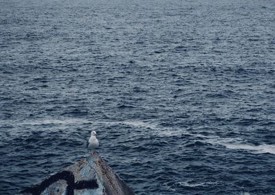 Seagull perching on a sea