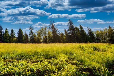 Scenic view of field against sky