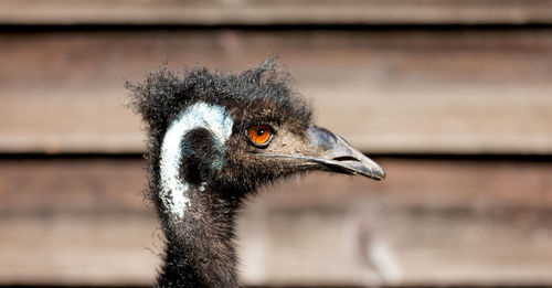 Close-up of a bird