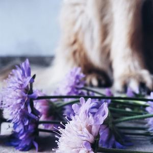 Close-up of purple flowers