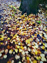 High angle view of autumn tree