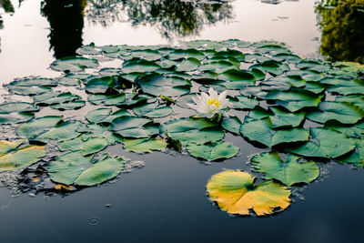 Close-up of lotus water lily in lake