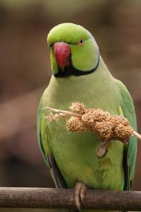 Close-up of parrot perching on plant