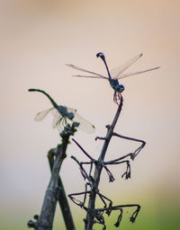 Close-up of dragonfly on plant