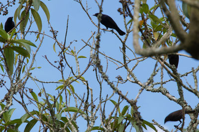 Low angle view of bird perching on tree against sky