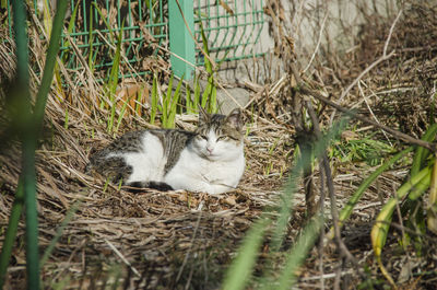 Cat relaxing on grassy field