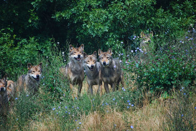 Wolves on grass against trees