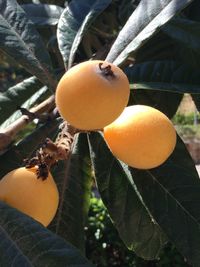 Close-up of orange leaves
