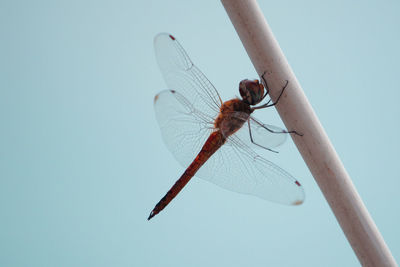 Close-up of insect on blue against clear sky