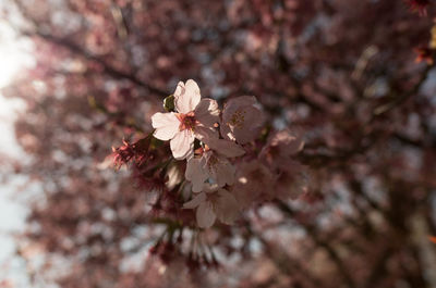 Close-up of cherry blossom tree