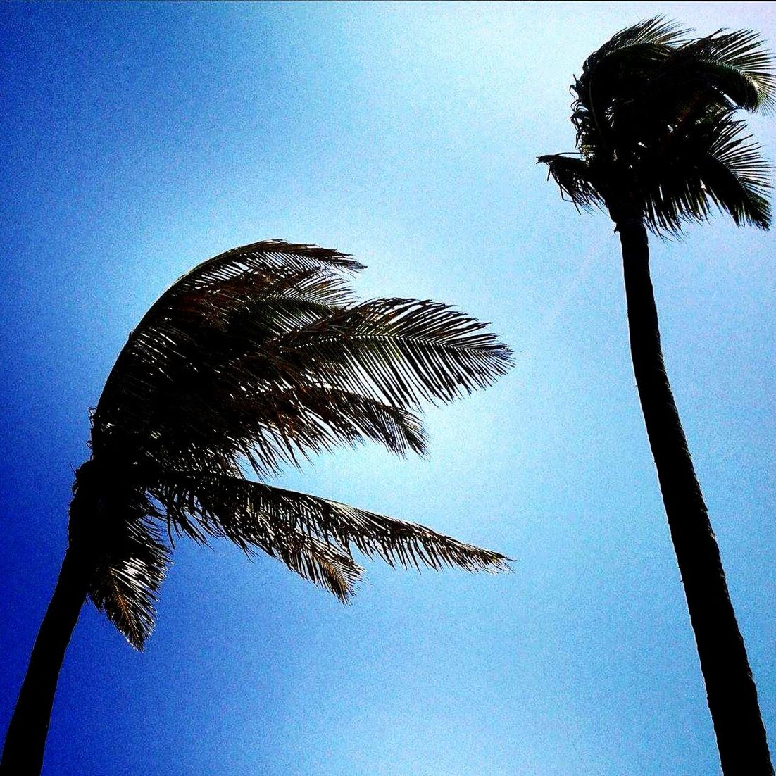 palm tree, tree, low angle view, clear sky, tree trunk, blue, growth, coconut palm tree, tranquility, silhouette, tall - high, nature, palm leaf, beauty in nature, scenics, tranquil scene, palm frond, sky, tropical tree, tropical climate