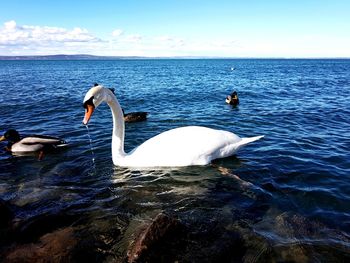 Swans swimming in lake against sky