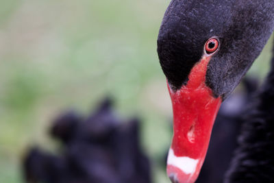 Close-up of black swan