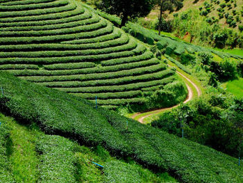 High angle view of agricultural field