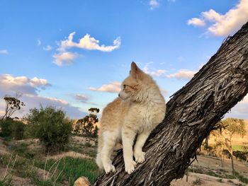 Cat sitting on tree trunk