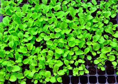 Full frame shot of plants