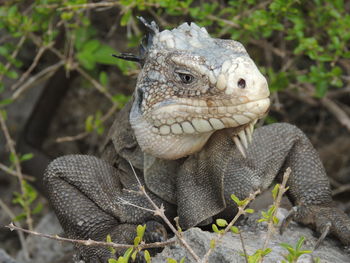 Close-up of lizard