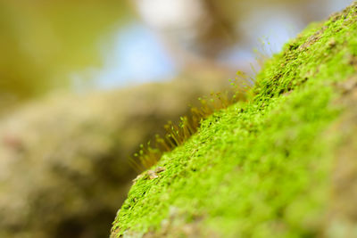 Close-up of green plant