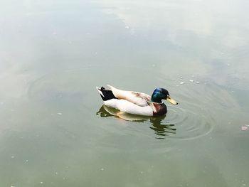 Duck swimming in lake