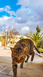 Cat on tree against sky