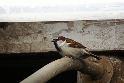 Close-up of bird perching outdoors