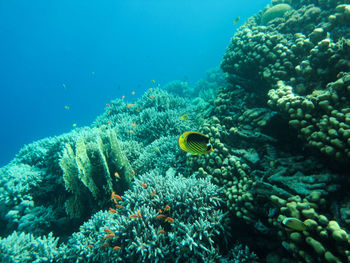 Fish swimming in sea