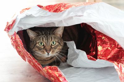 Portrait of cat in plastic bag