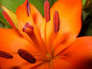 Close-up of yellow flower