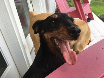 Close-up of dog sticking out tongue