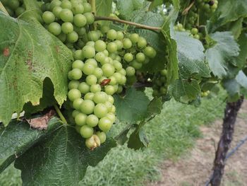 Close-up of grapes in vineyard