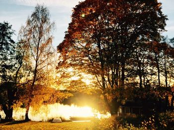 Sun shining through trees