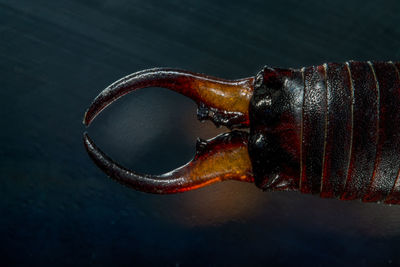 High angle view of black earwig on table