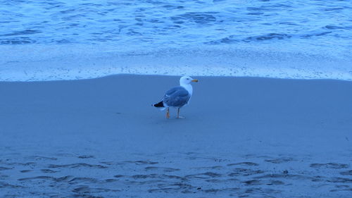 Seagull on sea shore