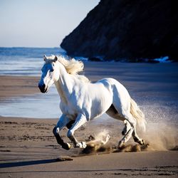 Side view of horse srunning at beach