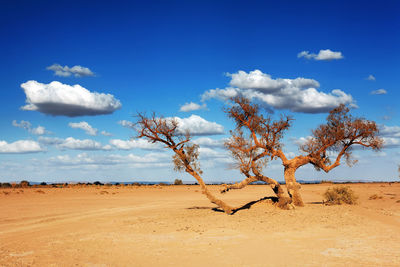 Bare tree on sand dune against blue sky