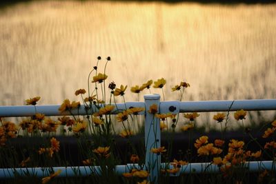 Scenic view of flowering plants