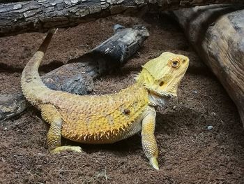 High angle view of lizard on wood