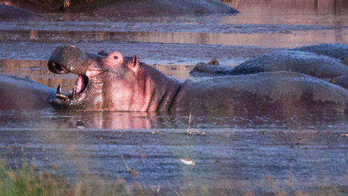 Side view of horse in lake