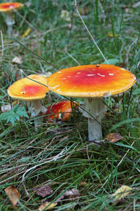 Close-up of mushroom growing on field