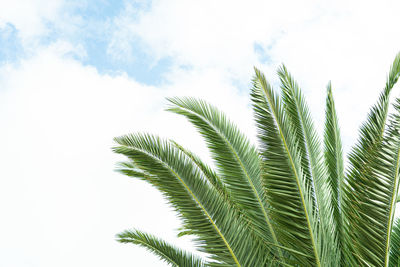 Low angle view of palm tree against sky