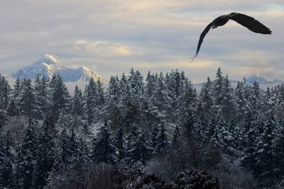 Scenic view of forest against sky during winter