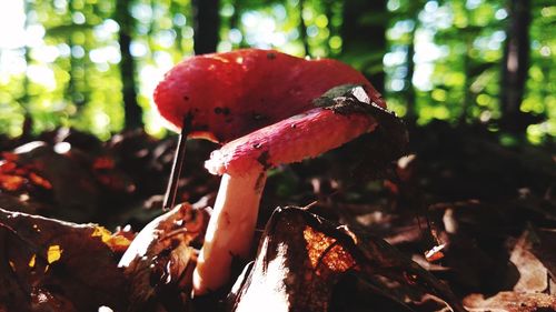 Close-up of fly agaric mushroom