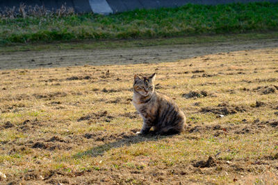 Cat lying on grassy field