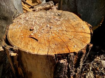 High angle view of tree stump on field