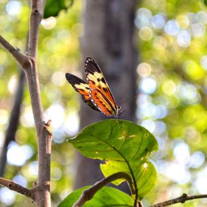 Close-up of butterfly perching on leaf