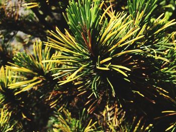 Close-up of pine tree