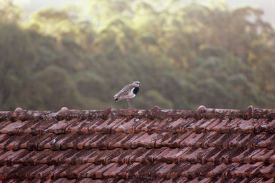 Vanellus chilensis - bird