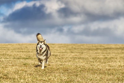 Dog running on field