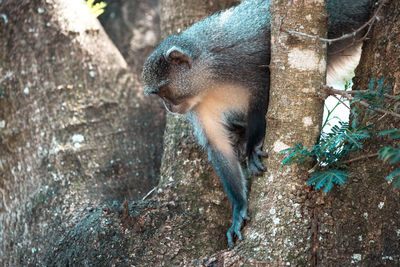 View of an animal on tree trunk