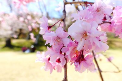 Close-up of pink cherry blossom